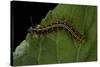 Argynnis Paphia (Silver-Washed Fritillary) - Caterpillar-Paul Starosta-Stretched Canvas