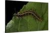 Argynnis Paphia (Silver-Washed Fritillary) - Caterpillar-Paul Starosta-Stretched Canvas