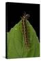 Argynnis Paphia (Silver-Washed Fritillary) - Caterpillar-Paul Starosta-Stretched Canvas