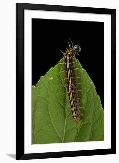 Argynnis Paphia (Silver-Washed Fritillary) - Caterpillar-Paul Starosta-Framed Premium Photographic Print