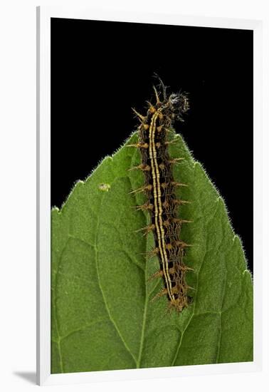 Argynnis Paphia (Silver-Washed Fritillary) - Caterpillar-Paul Starosta-Framed Premium Photographic Print