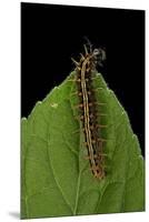 Argynnis Paphia (Silver-Washed Fritillary) - Caterpillar-Paul Starosta-Mounted Premium Photographic Print