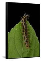 Argynnis Paphia (Silver-Washed Fritillary) - Caterpillar-Paul Starosta-Framed Stretched Canvas