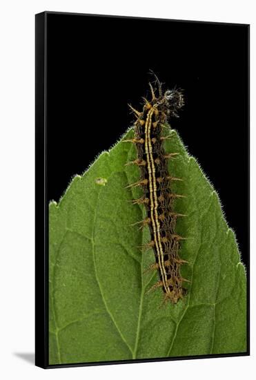 Argynnis Paphia (Silver-Washed Fritillary) - Caterpillar-Paul Starosta-Framed Stretched Canvas