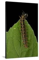 Argynnis Paphia (Silver-Washed Fritillary) - Caterpillar-Paul Starosta-Stretched Canvas