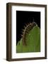 Argynnis Paphia (Silver-Washed Fritillary) - Caterpillar-Paul Starosta-Framed Photographic Print