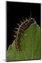 Argynnis Paphia (Silver-Washed Fritillary) - Caterpillar-Paul Starosta-Mounted Photographic Print