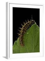 Argynnis Paphia (Silver-Washed Fritillary) - Caterpillar-Paul Starosta-Framed Photographic Print