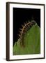 Argynnis Paphia (Silver-Washed Fritillary) - Caterpillar-Paul Starosta-Framed Photographic Print