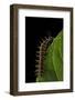 Argynnis Paphia (Silver-Washed Fritillary) - Caterpillar-Paul Starosta-Framed Photographic Print