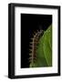 Argynnis Paphia (Silver-Washed Fritillary) - Caterpillar-Paul Starosta-Framed Photographic Print