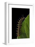 Argynnis Paphia (Silver-Washed Fritillary) - Caterpillar-Paul Starosta-Framed Photographic Print