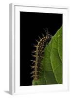 Argynnis Paphia (Silver-Washed Fritillary) - Caterpillar-Paul Starosta-Framed Photographic Print