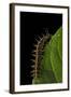 Argynnis Paphia (Silver-Washed Fritillary) - Caterpillar-Paul Starosta-Framed Photographic Print