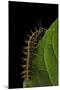 Argynnis Paphia (Silver-Washed Fritillary) - Caterpillar-Paul Starosta-Mounted Photographic Print