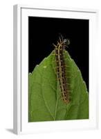 Argynnis Paphia (Silver-Washed Fritillary) - Caterpillar-Paul Starosta-Framed Photographic Print