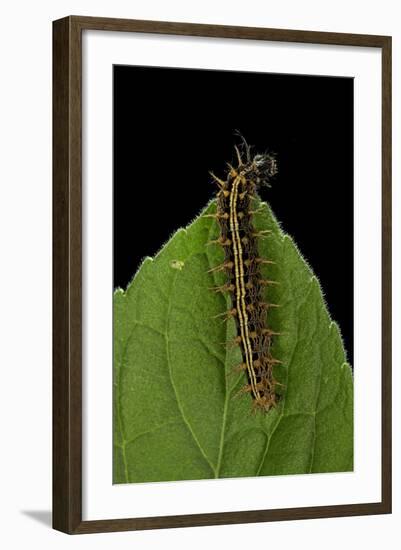 Argynnis Paphia (Silver-Washed Fritillary) - Caterpillar-Paul Starosta-Framed Photographic Print