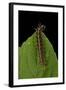 Argynnis Paphia (Silver-Washed Fritillary) - Caterpillar-Paul Starosta-Framed Photographic Print