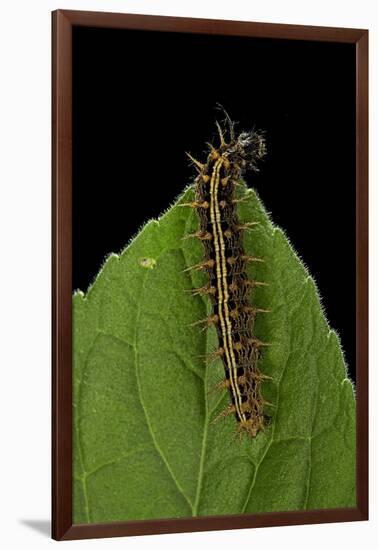 Argynnis Paphia (Silver-Washed Fritillary) - Caterpillar-Paul Starosta-Framed Photographic Print