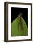 Argynnis Paphia (Silver-Washed Fritillary) - Caterpillar-Paul Starosta-Framed Photographic Print