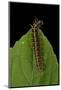 Argynnis Paphia (Silver-Washed Fritillary) - Caterpillar-Paul Starosta-Mounted Photographic Print