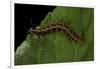 Argynnis Paphia (Silver-Washed Fritillary) - Caterpillar-Paul Starosta-Framed Photographic Print