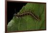 Argynnis Paphia (Silver-Washed Fritillary) - Caterpillar-Paul Starosta-Framed Photographic Print