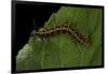 Argynnis Paphia (Silver-Washed Fritillary) - Caterpillar-Paul Starosta-Framed Photographic Print