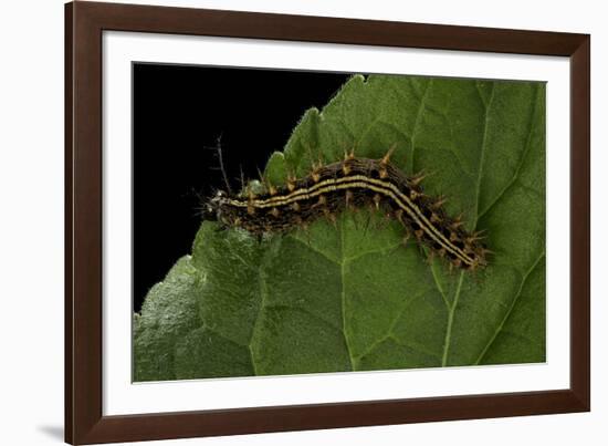 Argynnis Paphia (Silver-Washed Fritillary) - Caterpillar-Paul Starosta-Framed Photographic Print