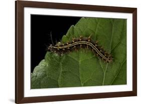 Argynnis Paphia (Silver-Washed Fritillary) - Caterpillar-Paul Starosta-Framed Photographic Print