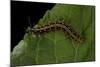 Argynnis Paphia (Silver-Washed Fritillary) - Caterpillar-Paul Starosta-Mounted Photographic Print