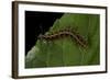 Argynnis Paphia (Silver-Washed Fritillary) - Caterpillar-Paul Starosta-Framed Photographic Print