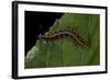 Argynnis Paphia (Silver-Washed Fritillary) - Caterpillar-Paul Starosta-Framed Photographic Print