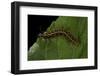 Argynnis Paphia (Silver-Washed Fritillary) - Caterpillar-Paul Starosta-Framed Photographic Print