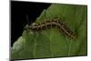 Argynnis Paphia (Silver-Washed Fritillary) - Caterpillar-Paul Starosta-Mounted Photographic Print