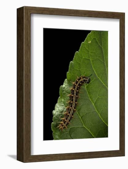 Argynnis Paphia (Silver-Washed Fritillary) - Caterpillar-Paul Starosta-Framed Photographic Print