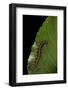 Argynnis Paphia (Silver-Washed Fritillary) - Caterpillar-Paul Starosta-Framed Photographic Print