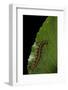 Argynnis Paphia (Silver-Washed Fritillary) - Caterpillar-Paul Starosta-Framed Photographic Print