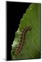 Argynnis Paphia (Silver-Washed Fritillary) - Caterpillar-Paul Starosta-Mounted Photographic Print