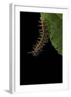 Argynnis Paphia (Silver-Washed Fritillary) - Caterpillar-Paul Starosta-Framed Photographic Print