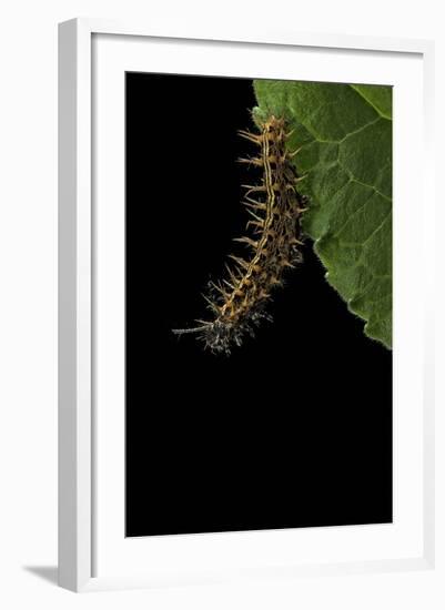 Argynnis Paphia (Silver-Washed Fritillary) - Caterpillar-Paul Starosta-Framed Photographic Print