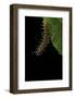 Argynnis Paphia (Silver-Washed Fritillary) - Caterpillar-Paul Starosta-Framed Photographic Print