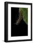 Argynnis Paphia (Silver-Washed Fritillary) - Caterpillar-Paul Starosta-Framed Photographic Print