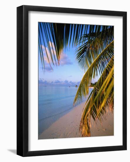 Ari Atoll, White Sands Island and Resort-Angelo Cavalli-Framed Photographic Print