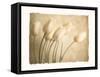 Aria II-Amy Melious-Framed Stretched Canvas