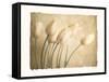 Aria II-Amy Melious-Framed Stretched Canvas