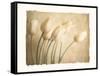 Aria II-Amy Melious-Framed Stretched Canvas