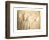 Aria II-Amy Melious-Framed Art Print