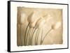 Aria II-Amy Melious-Framed Stretched Canvas