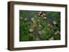 Arial View of Rainforest Village-W. Perry Conway-Framed Photographic Print